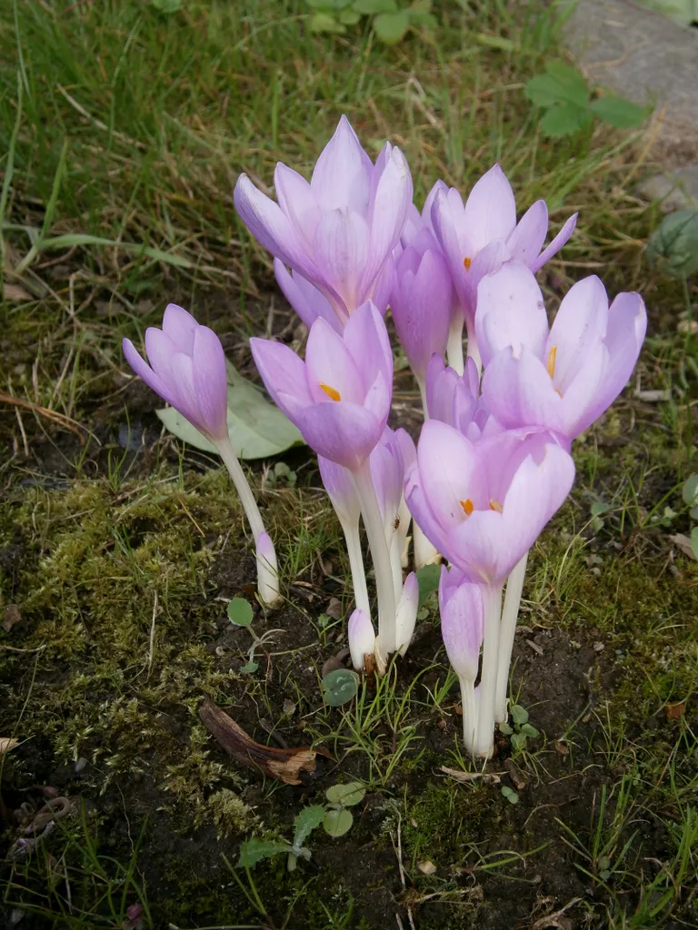 Harilik sügislill (Colchicum autumnale). Sügislill, rahvapärase nimetusega sügiskrookus, on lehtedeta taim, mida võib kohata nii lillakas kui ka valges toonis. Lehed kasvavad taimel kevadel ja kuivavad kesksuvel. Mürgisel sügislillel on kuus tolmukat, mittemürgisel krookusel kolm. Viljaks on sügislillel paljude seemnetega kupar.