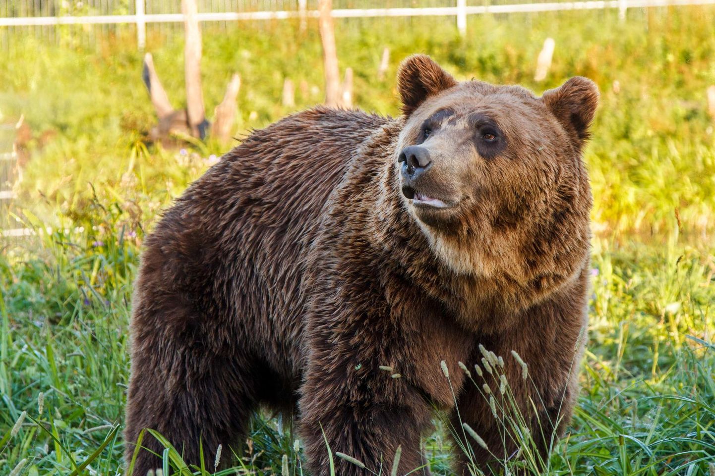 Karud on Alaveski loomapargis elanud aastaid.
