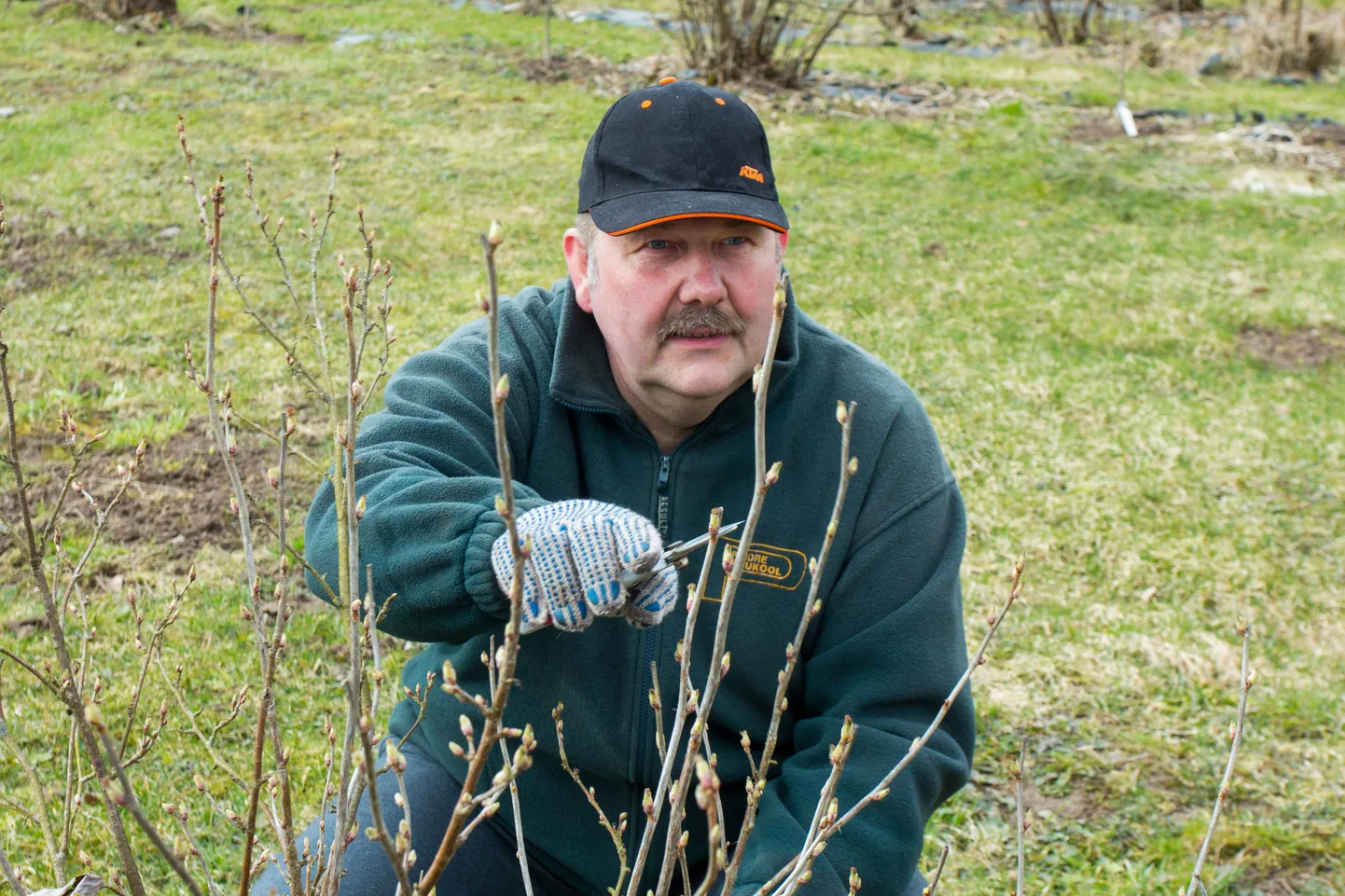 Päidre Puukooli agronoom Hillar Nassar ütles, et uut õunapuud istutades tuleb kindlasti meeles pidada, et samasse kohta istutada ei soovitata, vahe peaks jääma paar meetrit.