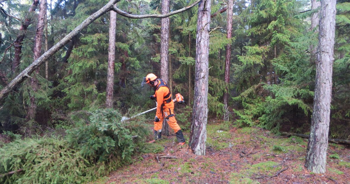 Koorunõmmel võeti orhidee kaitseks maha 400 tihu alusmetsa