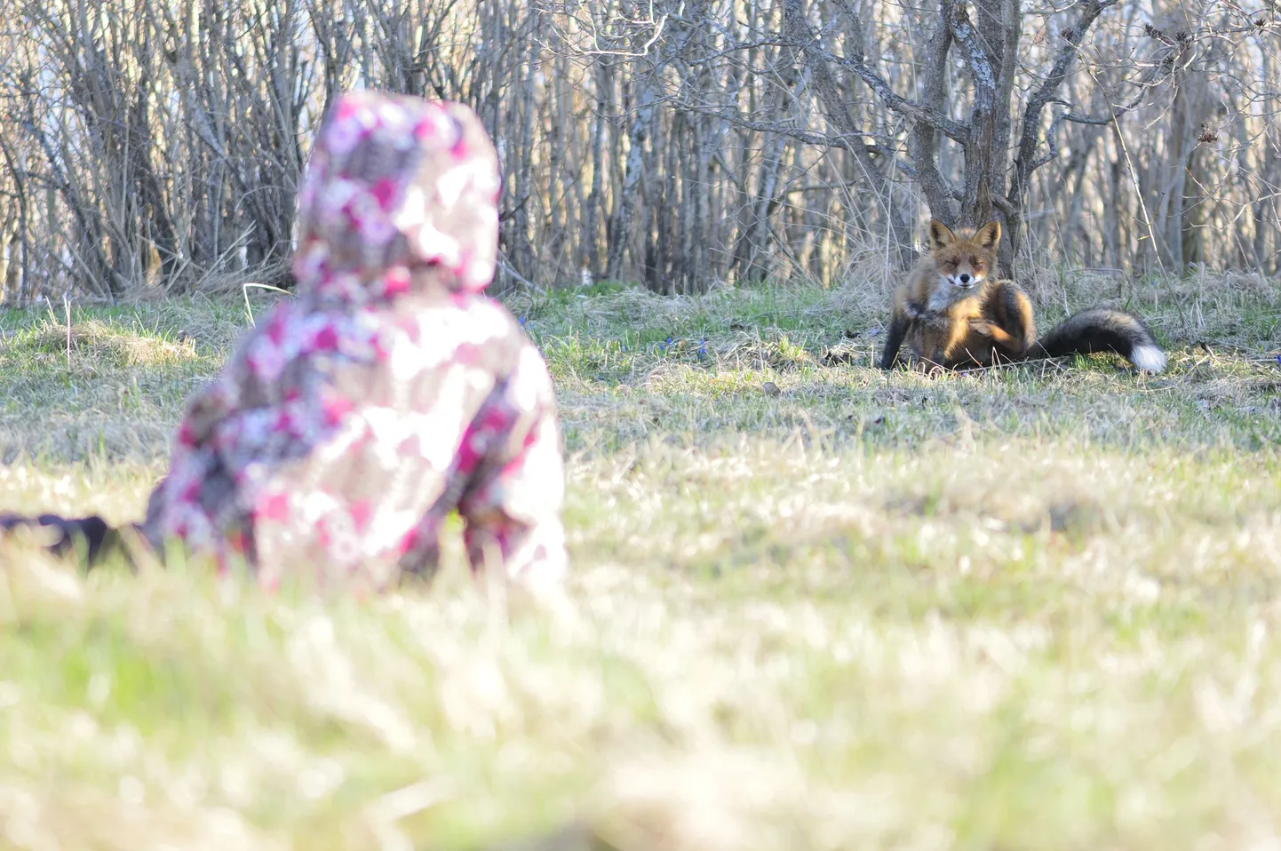 Käsmu rebane, kes on saanud nimeks Mailis, tunneb end koduõues ning asulas väga hästi.
