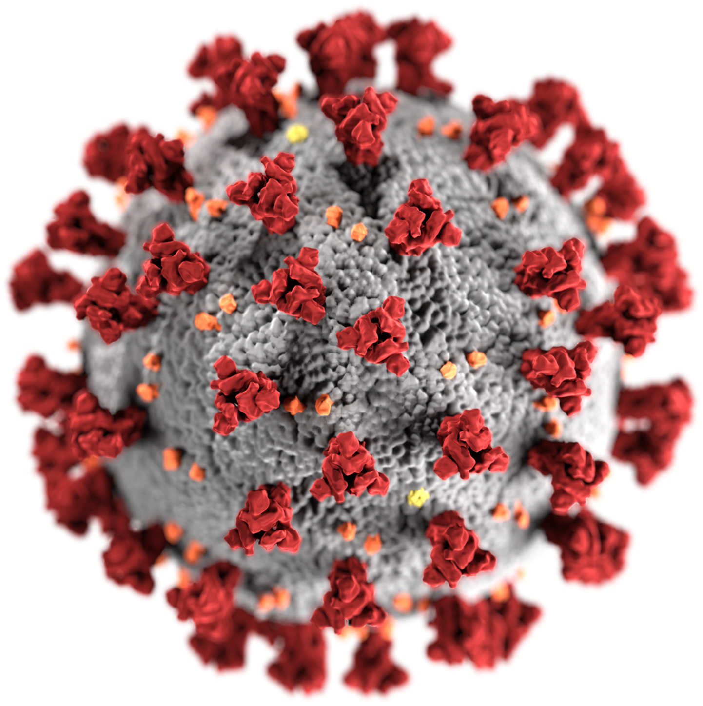 SARS CoV-2 viirus