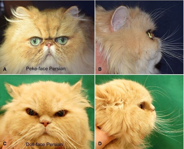 Ekstreemne (A ja B) ja vähemekstreemne (C ja D) näokuju pärsia kassil.