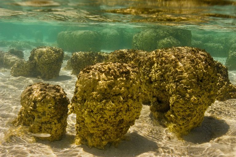 Tänapäevased stromatoliidid Lääne-Austraalia Sharks Bay's / Frans Lanting/Scanpix