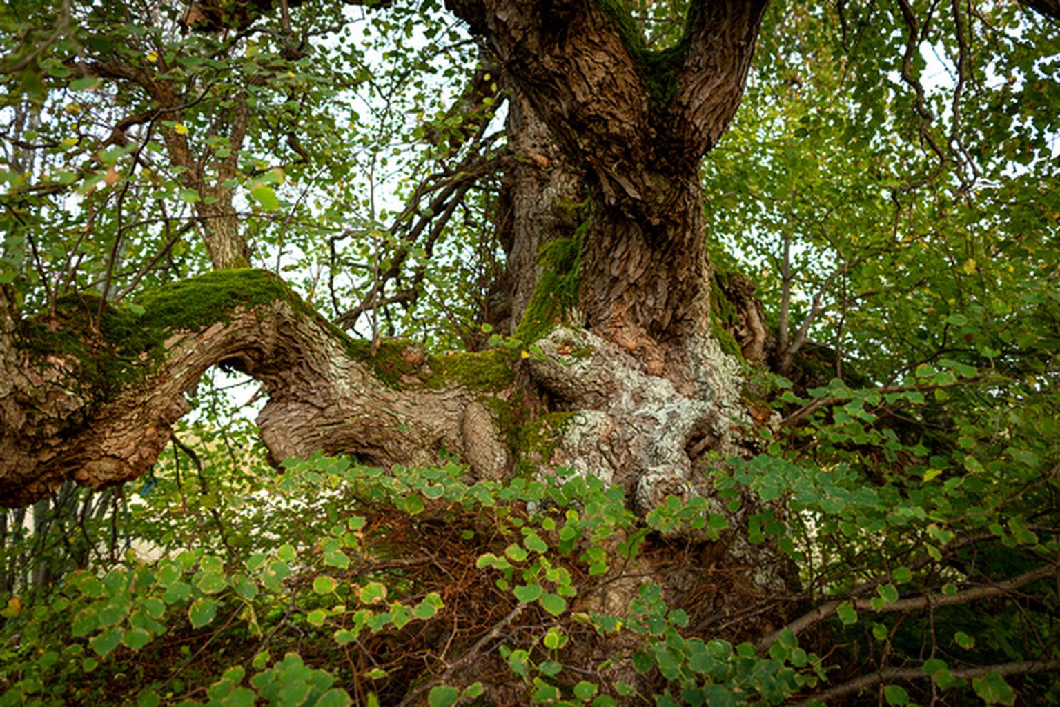 2021. aasta kuvaõistluse võitja. Puude esiema: Täri pärn. Autoriks Maris Sepp.