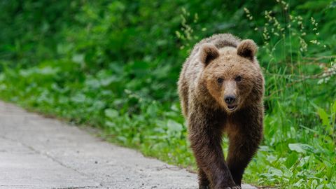 Kohus sekkus: probleeme tekitanud karude küttimine pandi ajutiselt pausile
