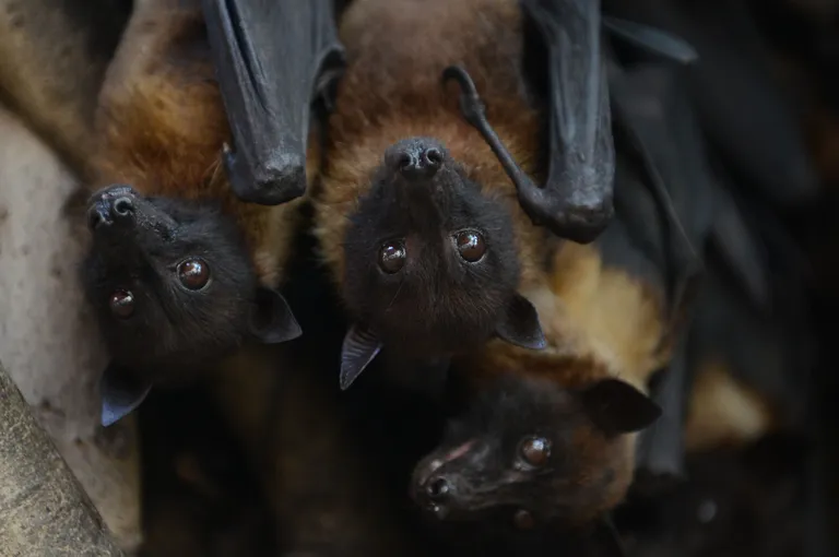 Nipah viirust kannavad edasi peamiselt nahkhiired.