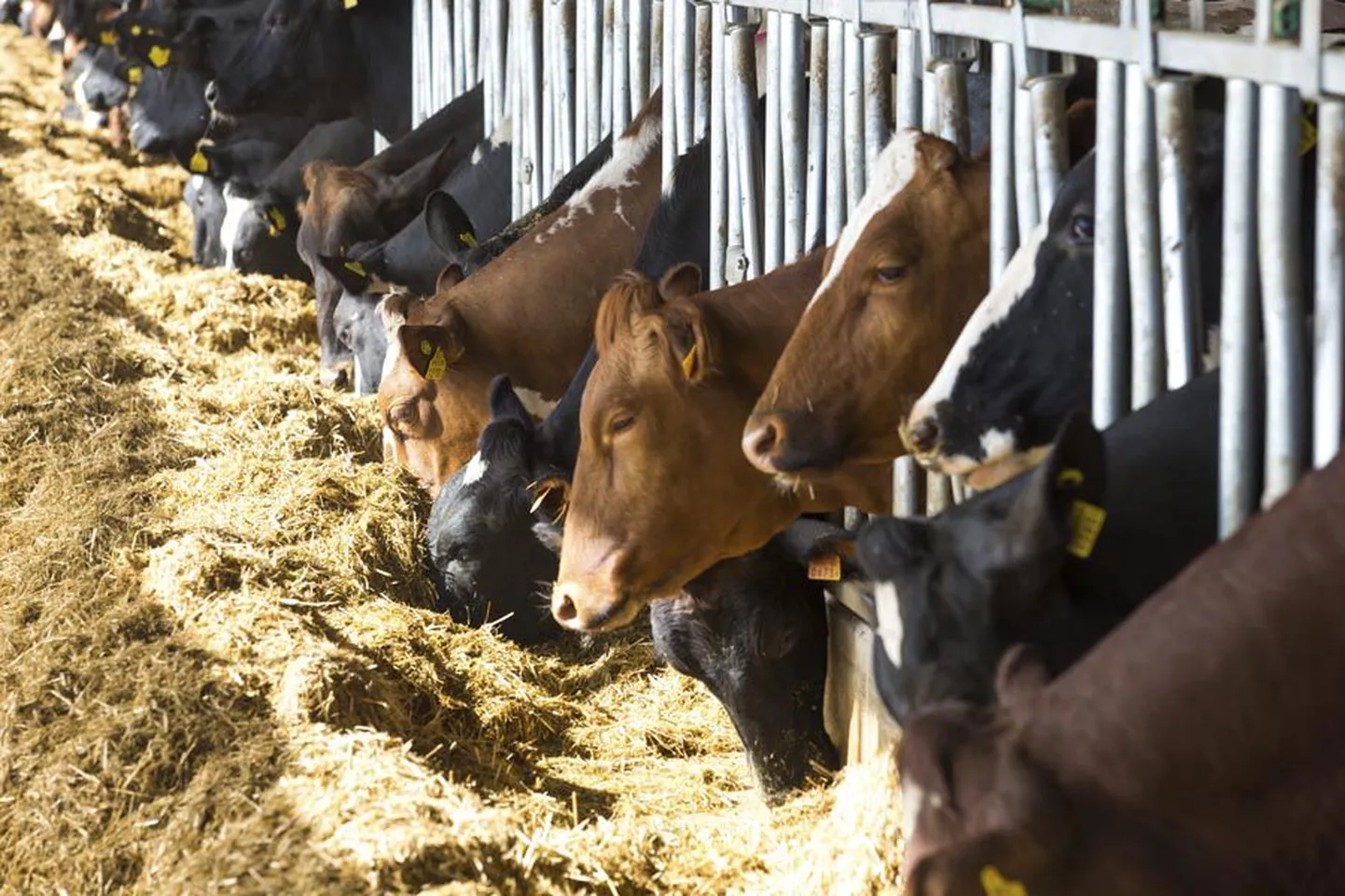 Piimalehma kasvatamise otsetoetust on võimalus saada kuni 400 piimalehma pidajal.