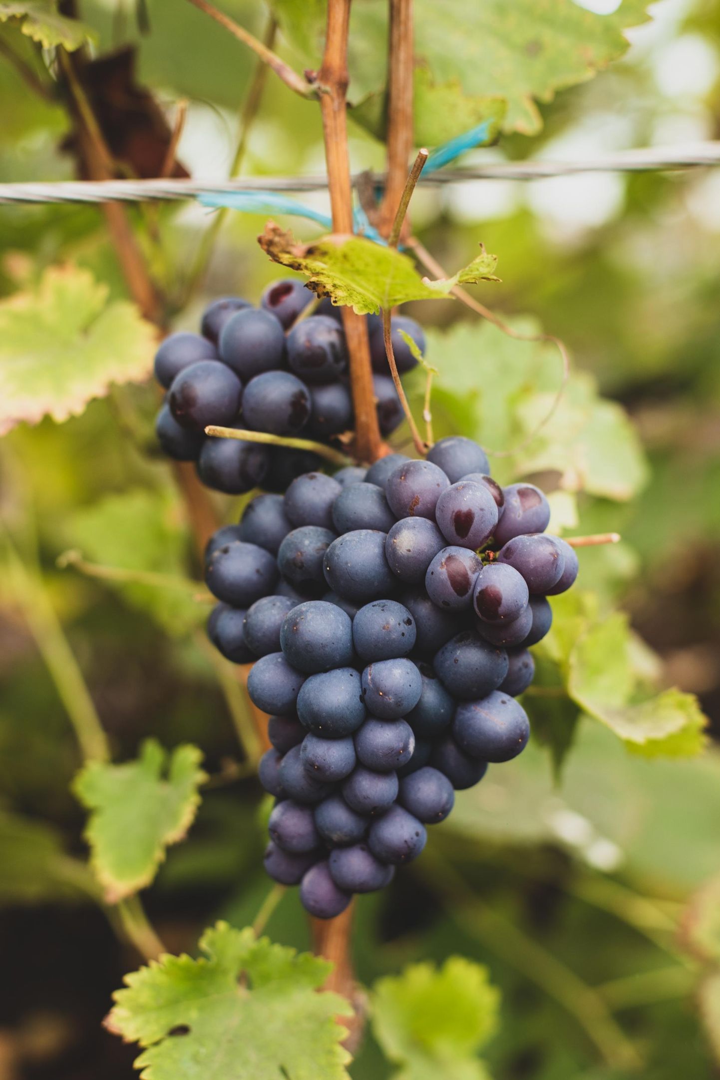 Tänavune viinamarjasaak sõltub kevadisest ilmast. FOTO: Tiit Efert