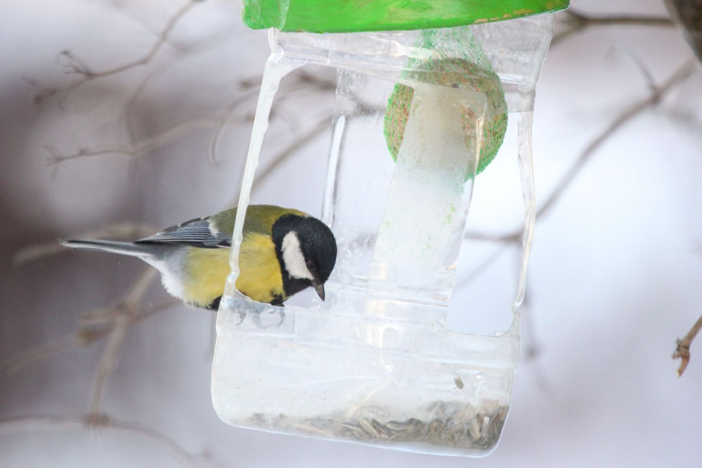 Lindude talvine toitmine.
