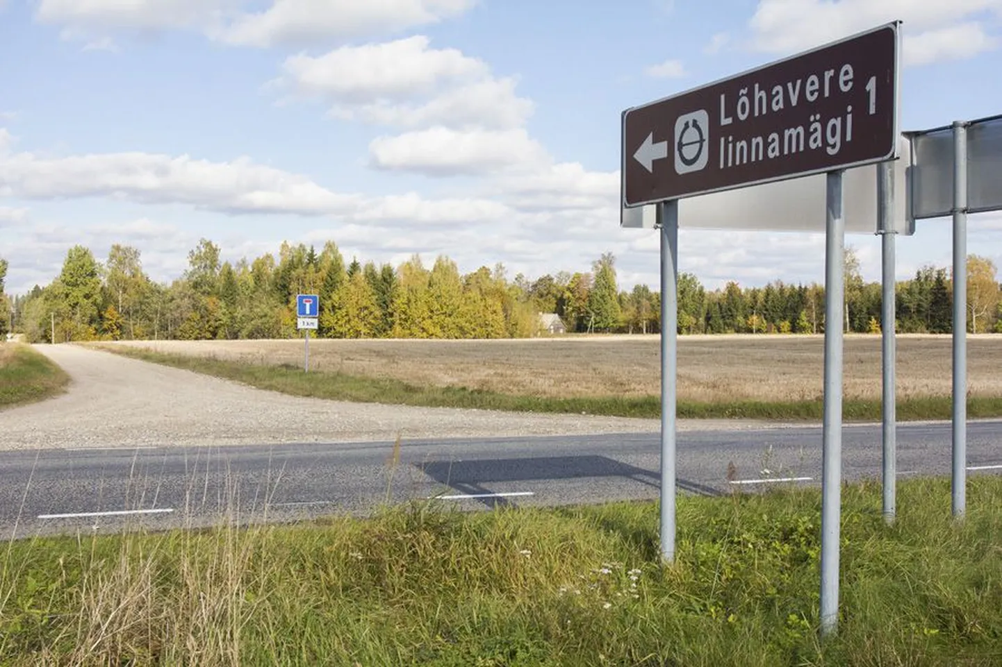Nelja aasta pärast istutavad Suure-Jaani kooliõpilased Lõhavere linnamäele viiva kruusatee äärde sada väikest tamme.