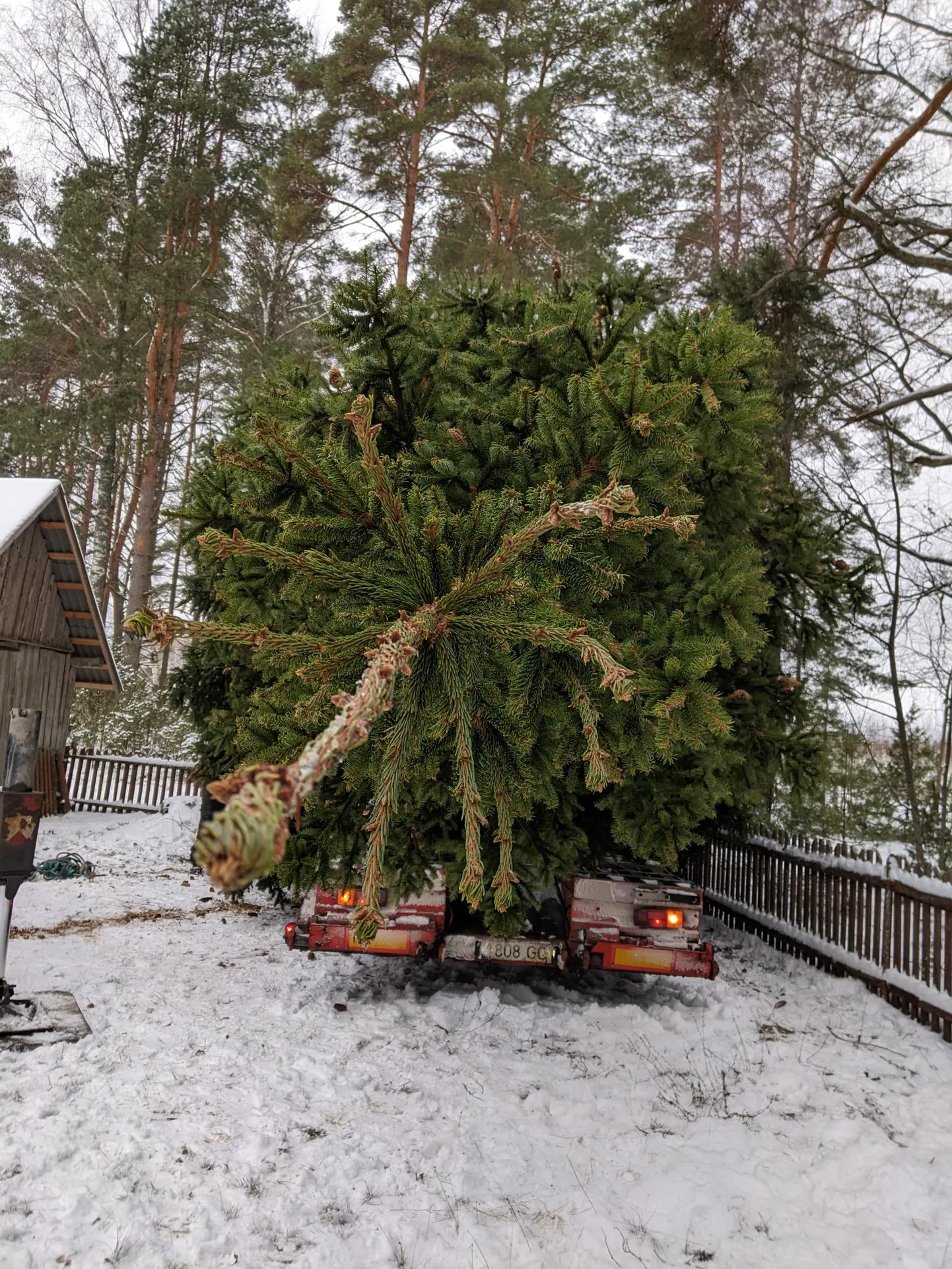Tänavune raeplatsi jõulukuusk tuuakse kohale Setomaalt.