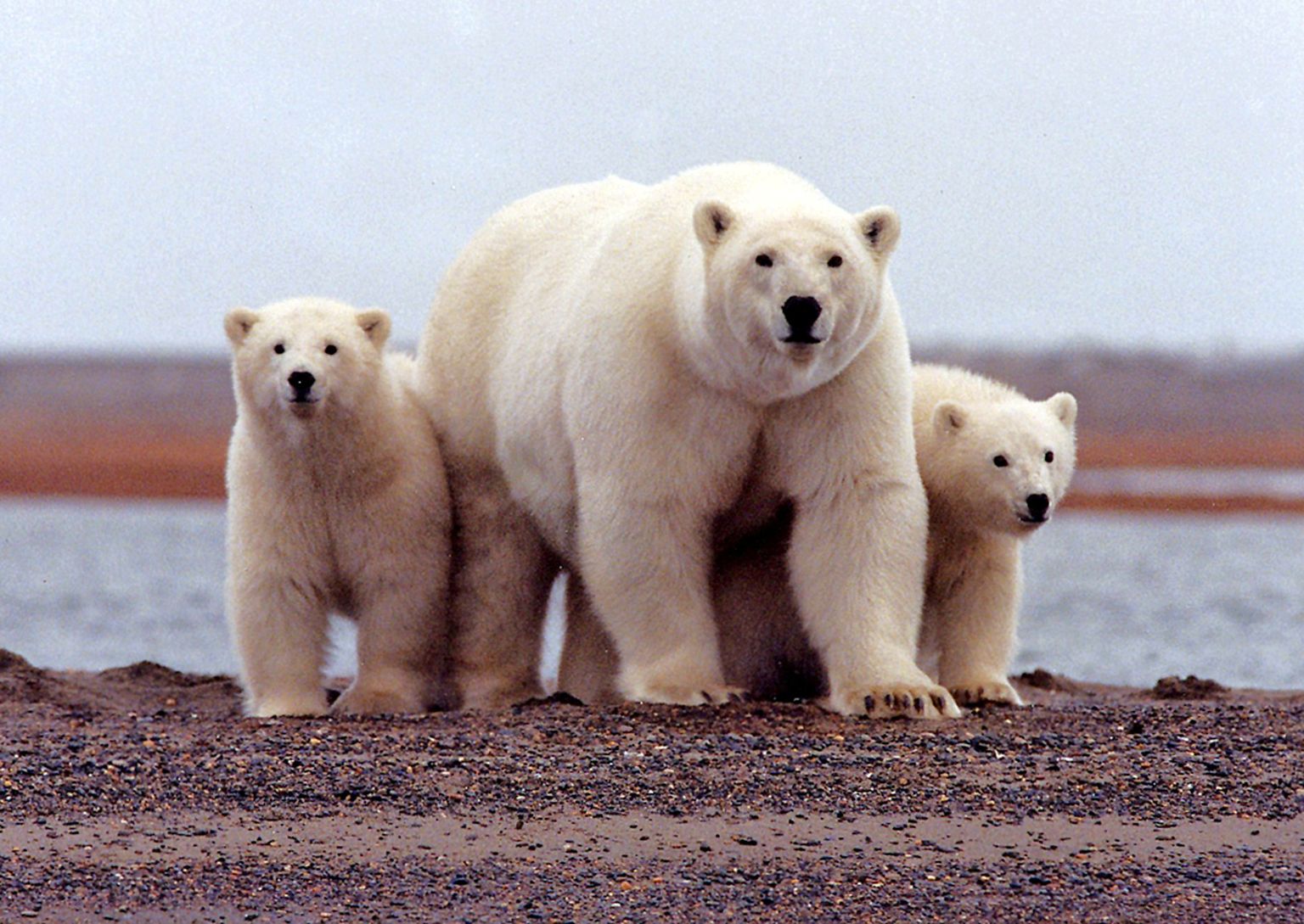 Jääkarupere Beauforti mere ääres.