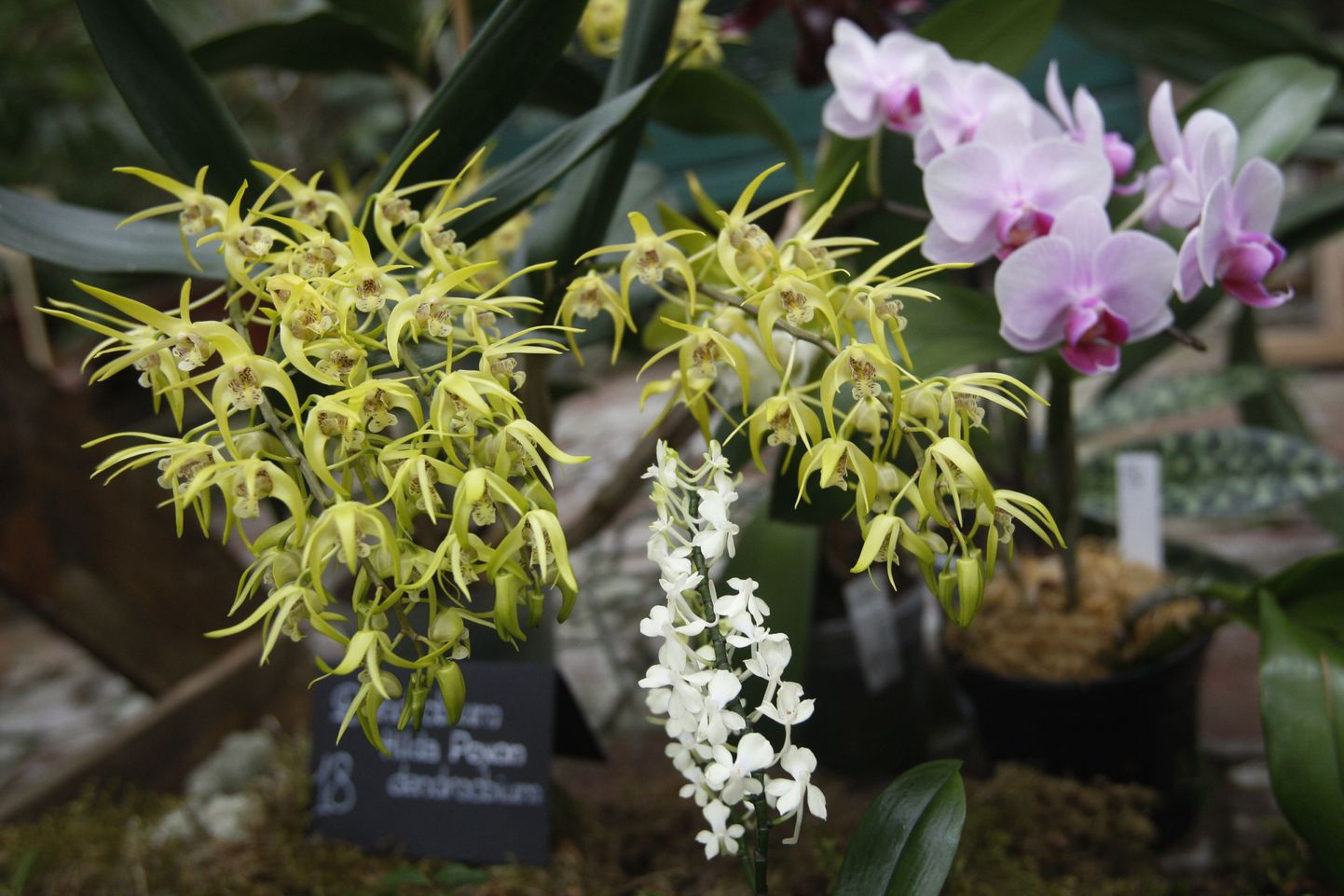 Need erakollektsionääride kaunid käpalised võistlesid Tartu ülikooli botaanikaaia esimesel orhideekonkursil 2013. aastal.