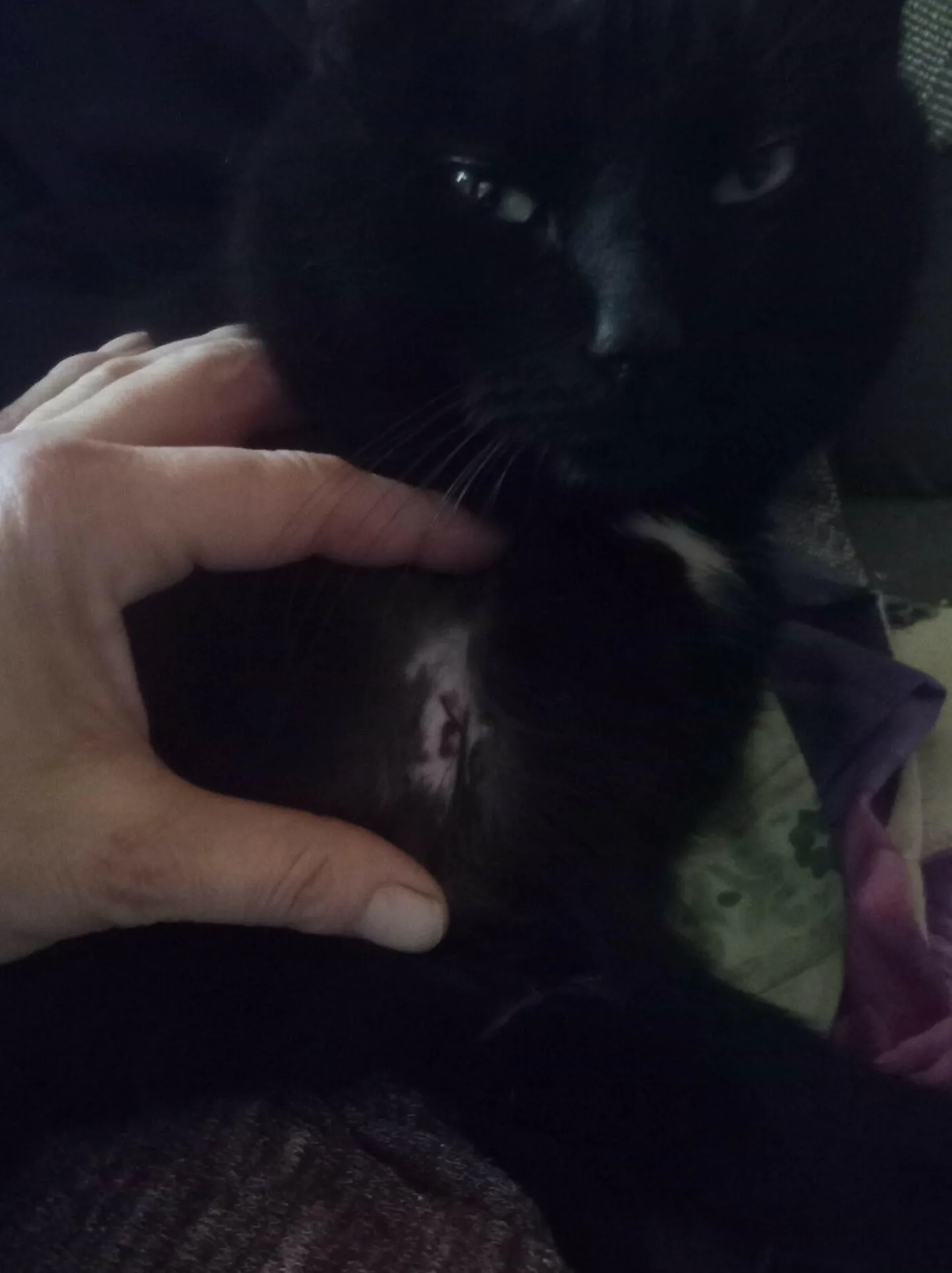 Viljandi linnas Kantrekülas naasis pühapäeval kass koju vigastatult. Tema kõhu all oli auk, mis meenutas õhupüssi tinaplönni jälge.