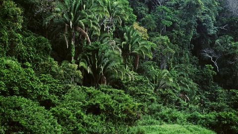 Guatemala džunglis jäi kadunuks Prantsuse perekond