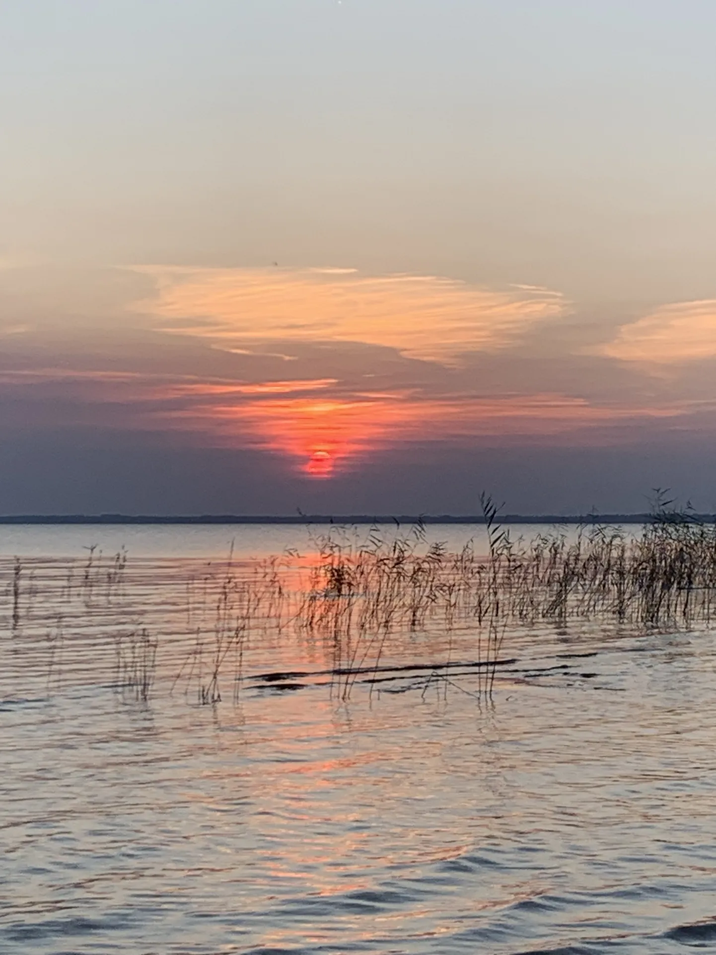 Võrtsjärve ääres käib rahvuslinnu ränne.