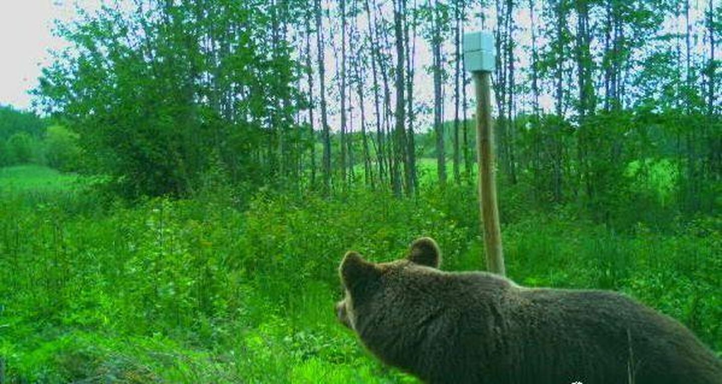 See karu jäi rajakaamerasse Heimtali lähedal metsatukas.