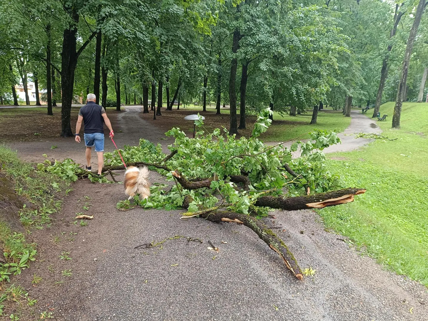 Murdunud puud Toomemäel.