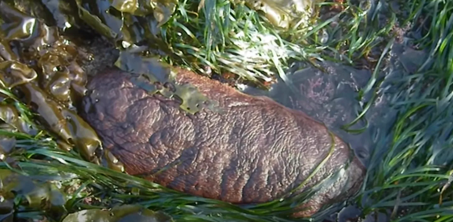 Mollusk Cryptochiton stelleri