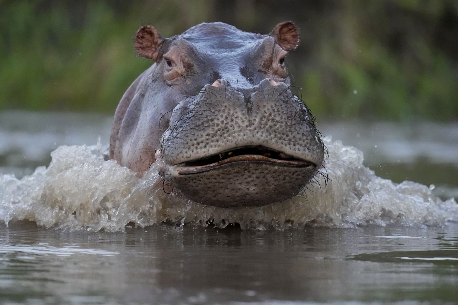 Jõehobu ujumas Magdalena jões.