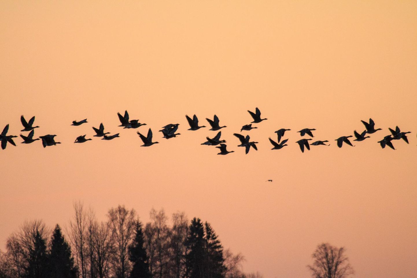 Lindude ränne on eriti aktiivne öösiti ja hommikuti.