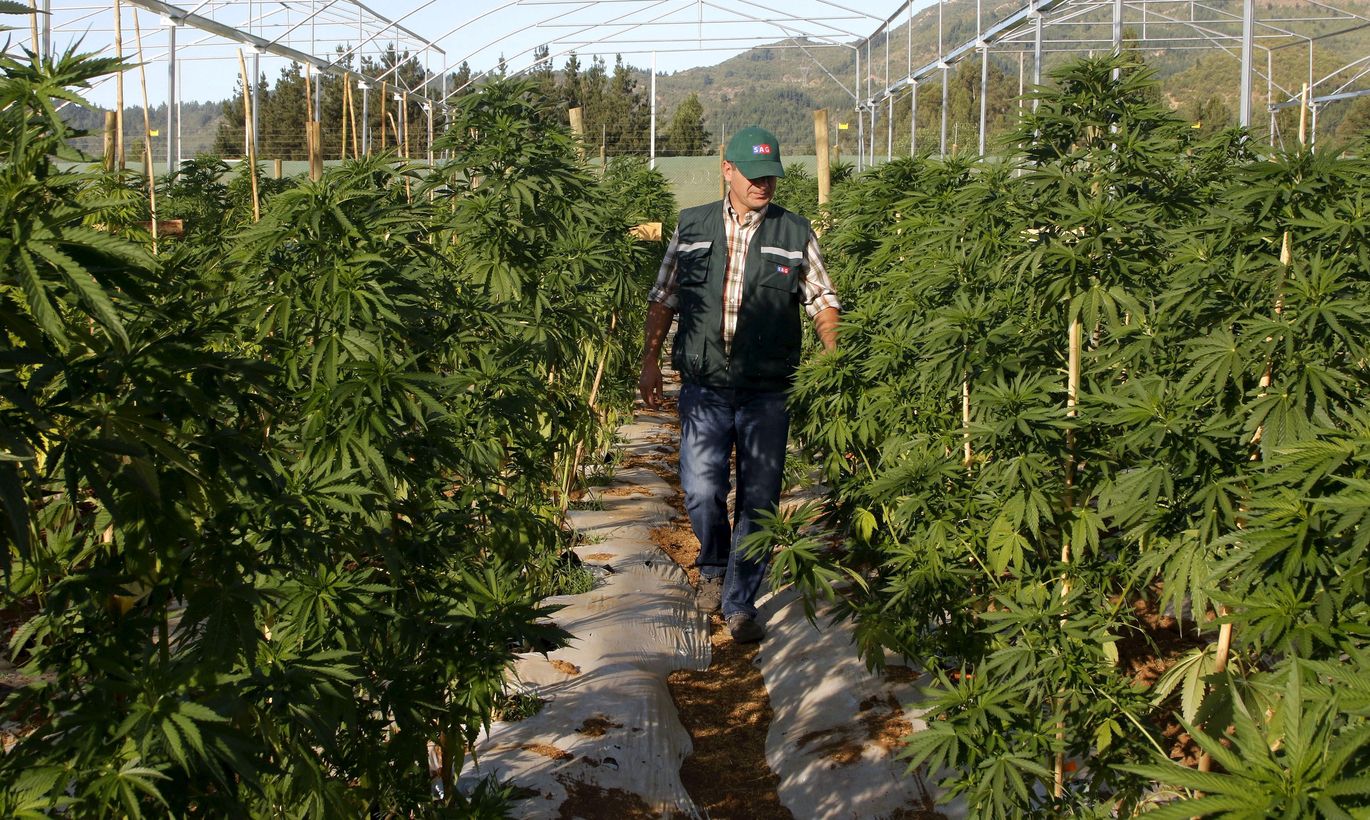 мексика плантация марихуана