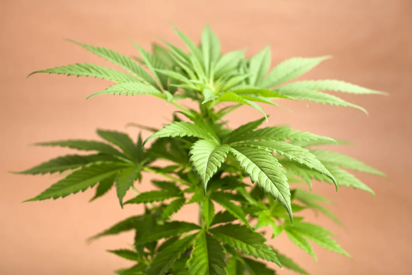 Eestis arutletakse selle üle, kas kanepit legaliseerida või mitte.