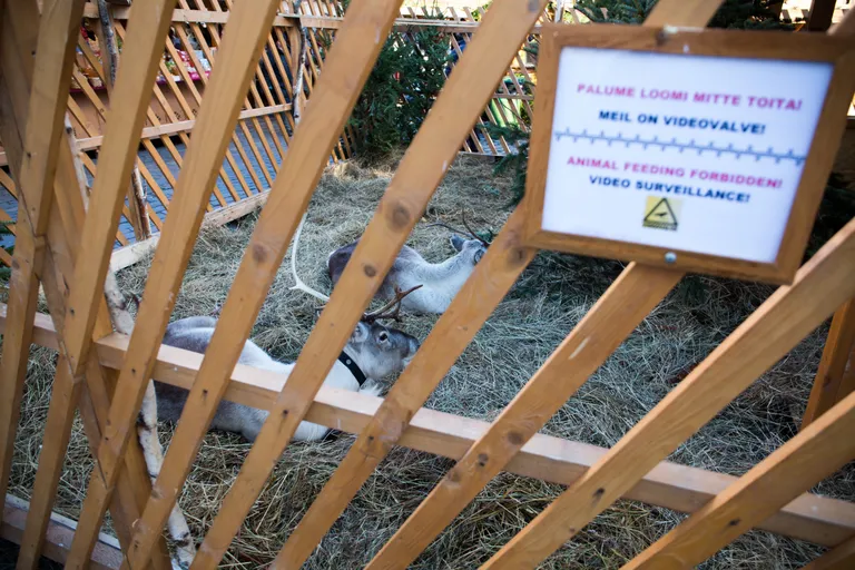 Eelmisel aastal raekoja platsis olnud põhjapõdrad. Foto: