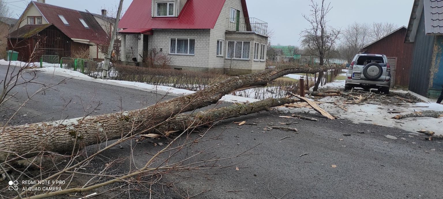 Põltsamaal Metsa tänaval kukkus murdunud puu elektriliinide ning maja juures parkiva maasturi pihta.
