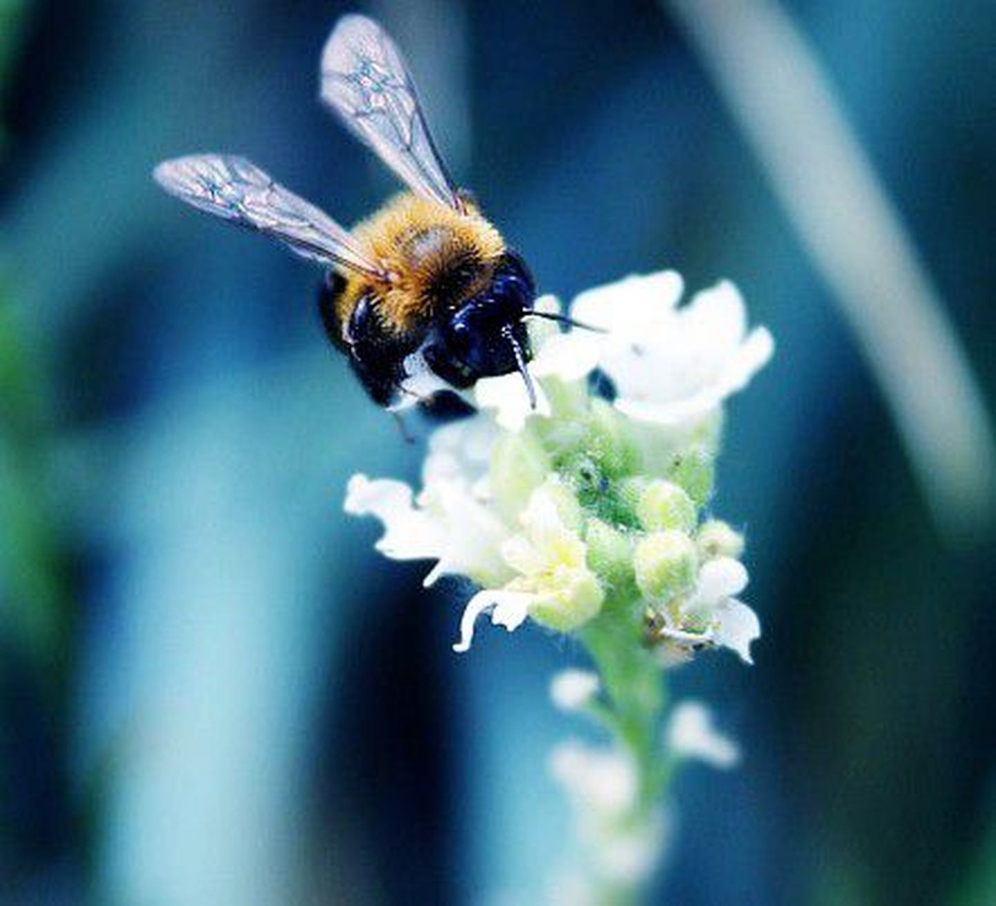 Mesilased said ilusate ilmadega usinasti tööd rügada.