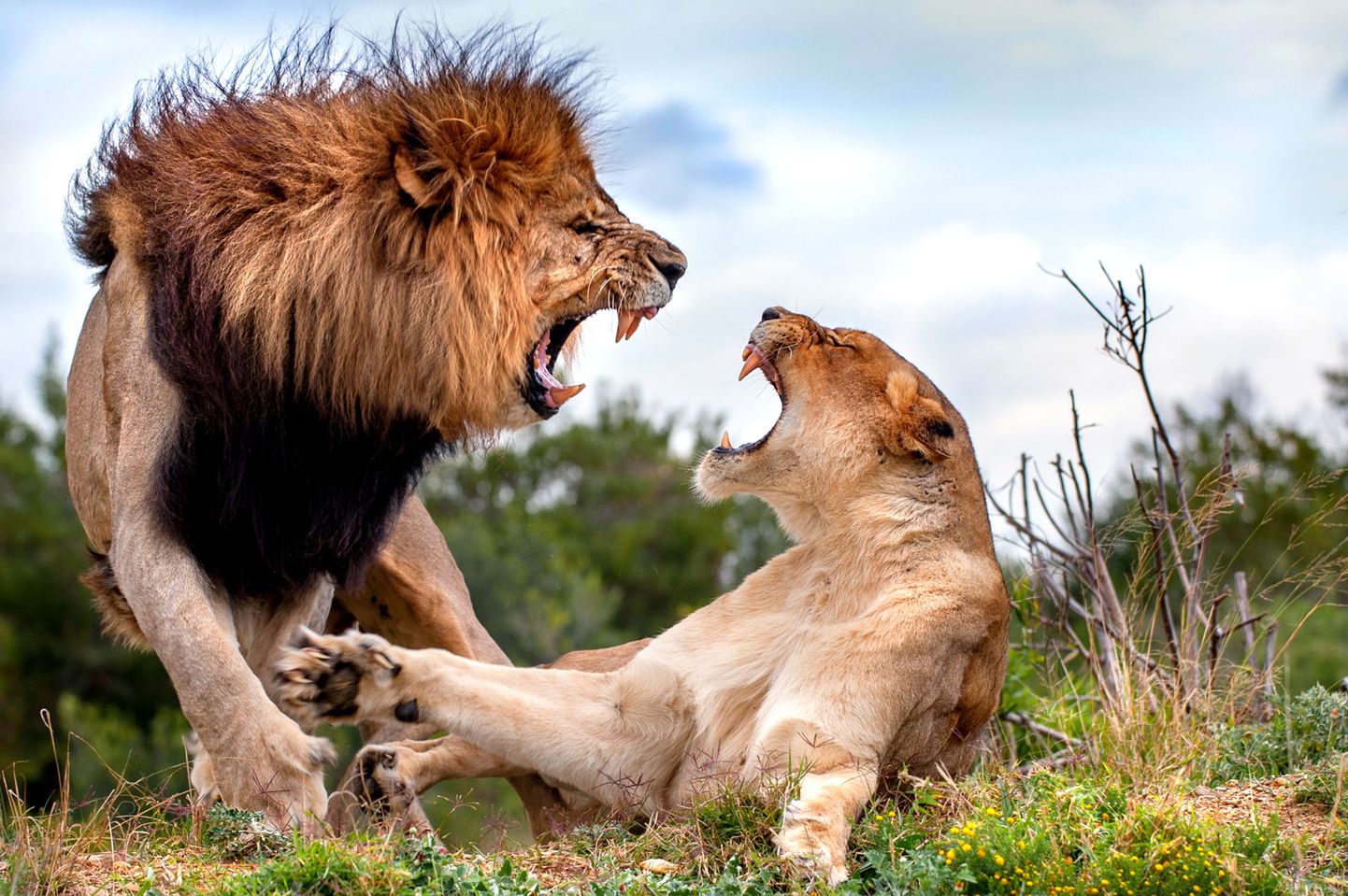 Lõvid Kariega loodusreservaadis Lõuna-Aafrika Vabariigis. Rünnak salaküttidele toimus teises reservaadis.