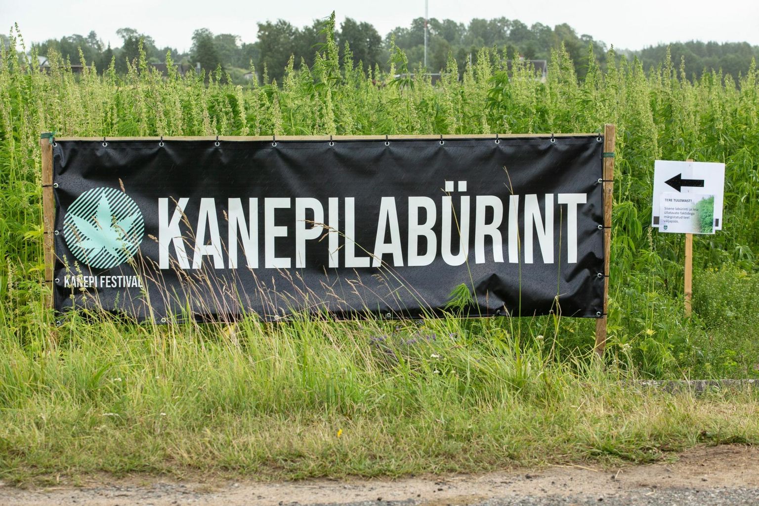 Tänavu suvel oli Kanepi vallas Savernas huvilistele avatud kanepilabürint. Maailmaülikooli sündmuste raames on lähitulevikus tulemas Kanepi festivali kanepikonverents.