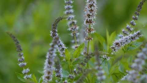 Peppermint has been in toothpaste since ancient times