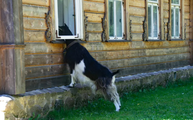 Eesti Vabaõhumuuseumis saavad külastajad näha erinevaid loomi. Sigu pole seal aga olnud aastast 2015.