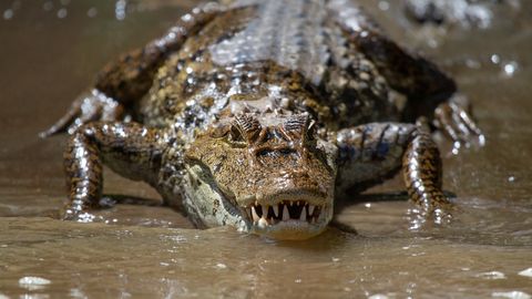 Crocodiles switched to reverse – from warm-blooded creatures to cold-blooded killers, they survived a huge catastrophe