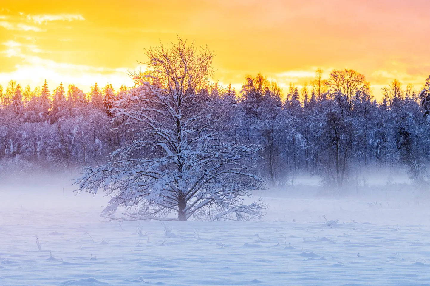 Talvise hõnguga päikesetõus niidul.