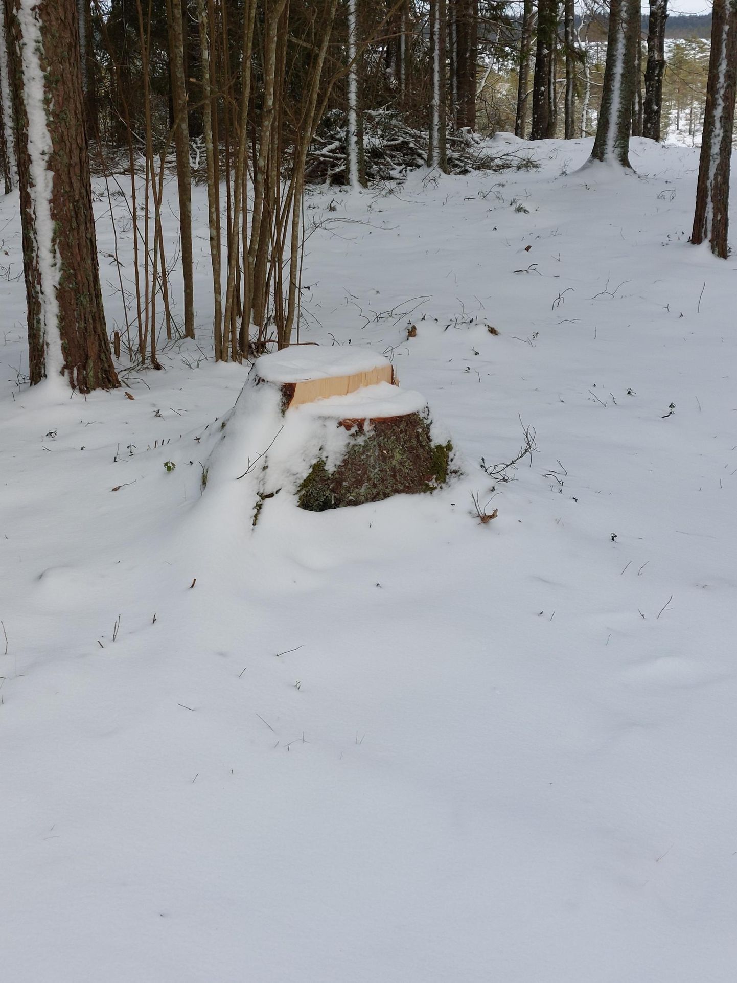Metsavargusest Ohepalu terviserajal andsid keskkonnaametile märku lumest välja turritavad kännud.