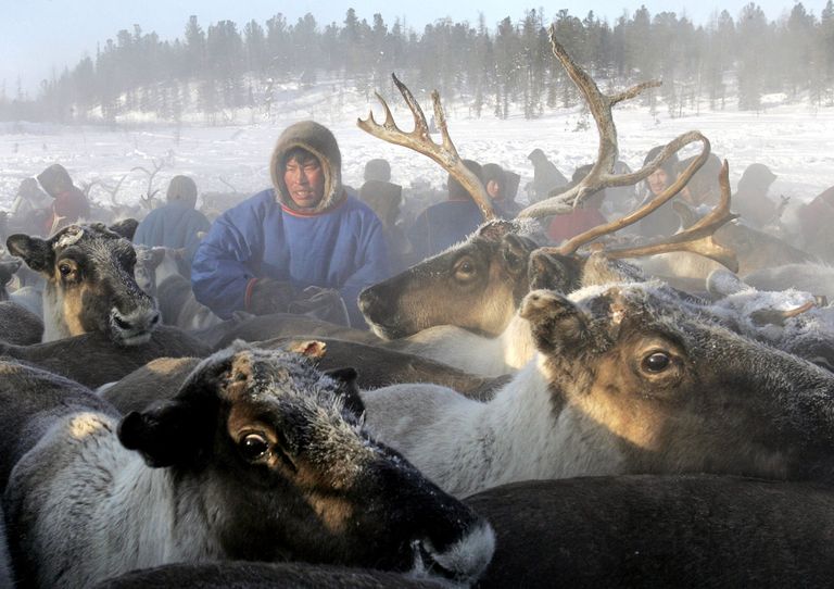 Põhjapõdrakasvataja Venemaa Siberi Jamali Neenetsi autonoomses piirkonnas. Pilt on illustreeriv
