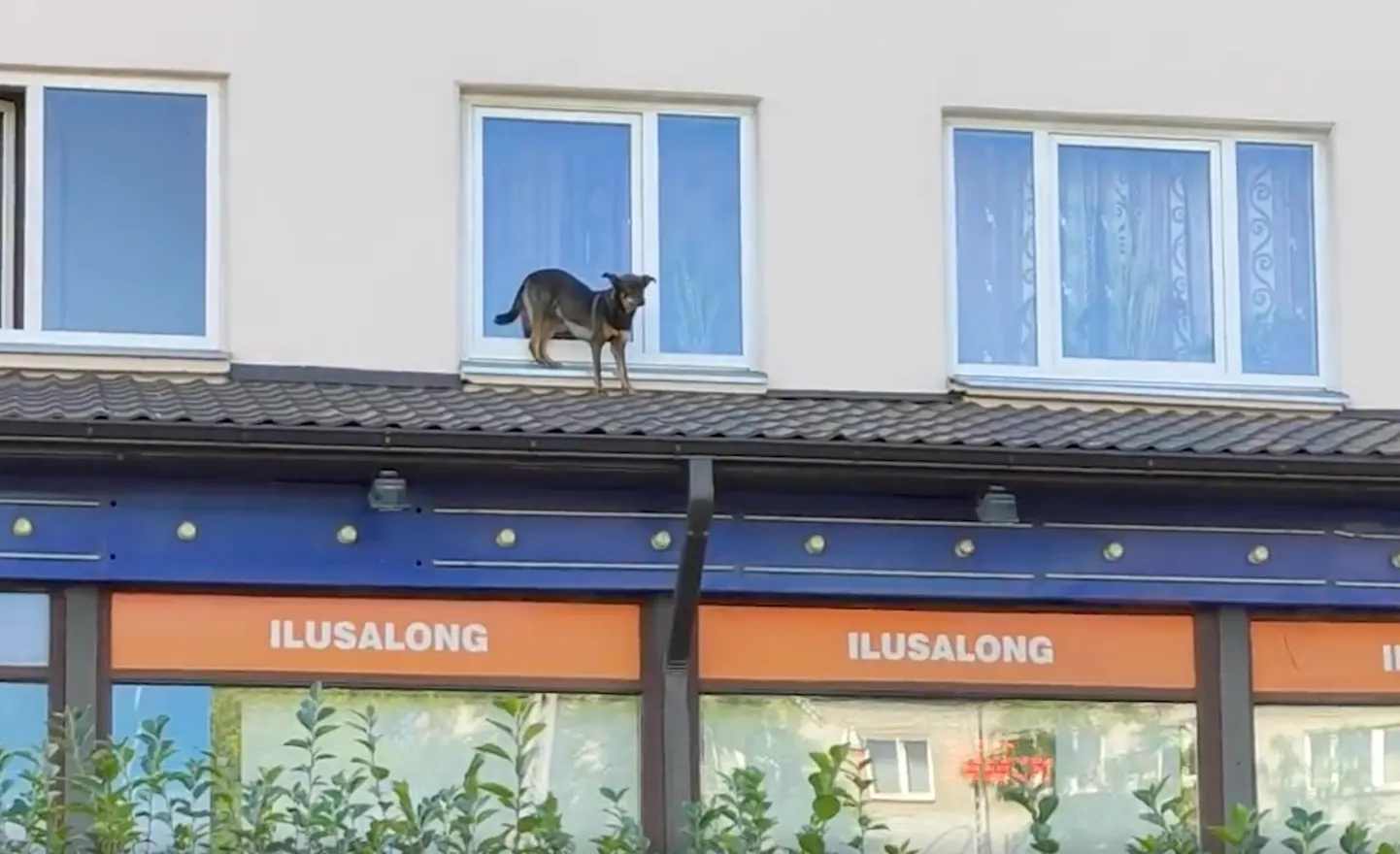 Kuvatõmmis videost.