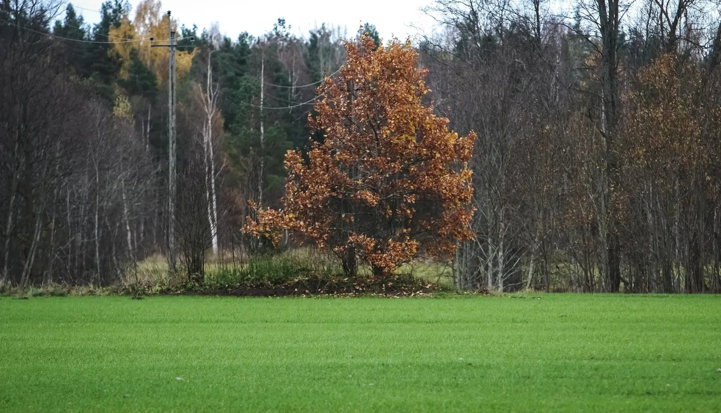 Taliviljaorased on tänavus kenas kasvujõus.