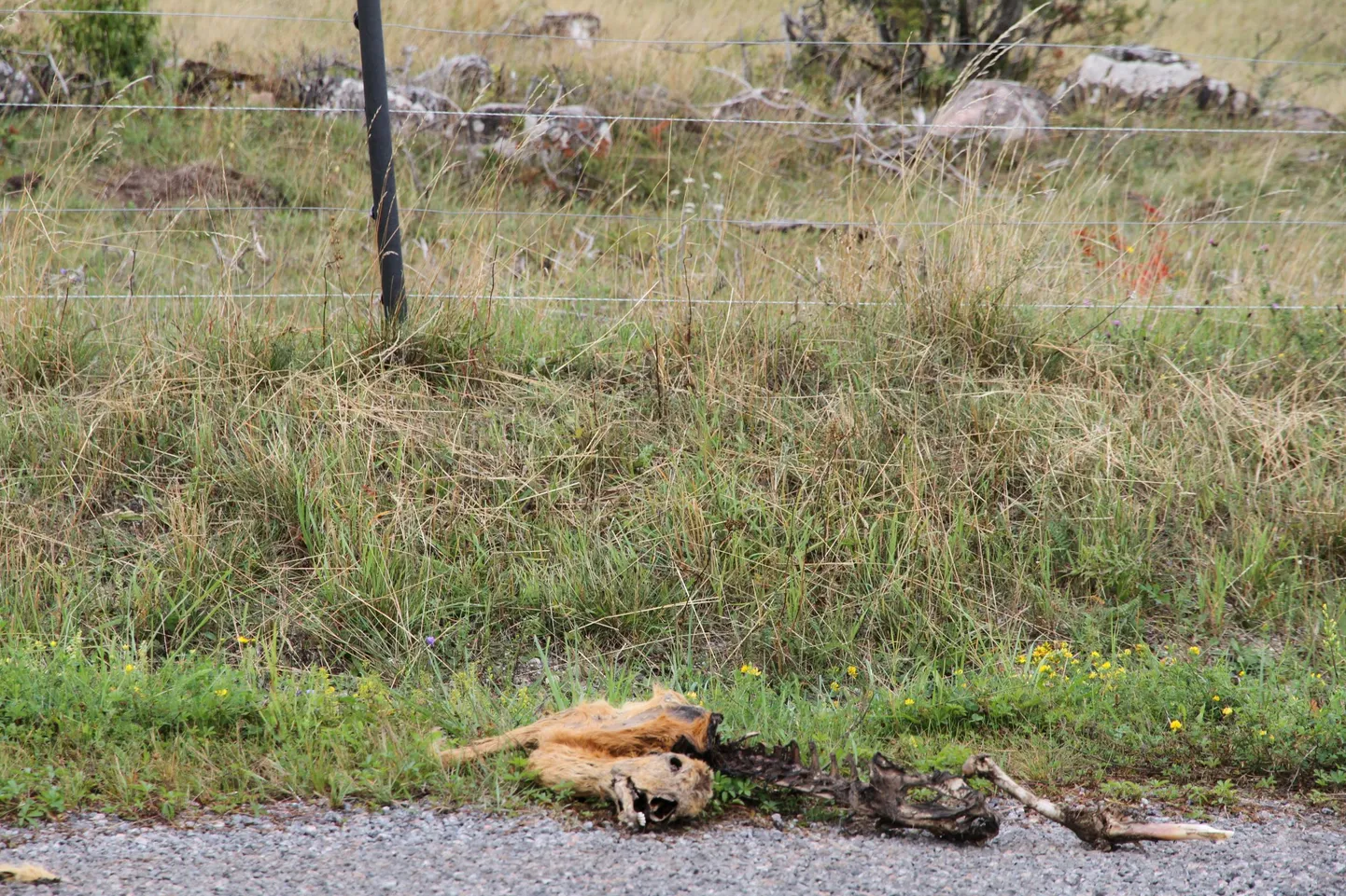 Fotodel on Muhus autolt löögi saanud kits ja põdrasrved, mille kandja oli neile eluajal traadi ümber keerutanud.