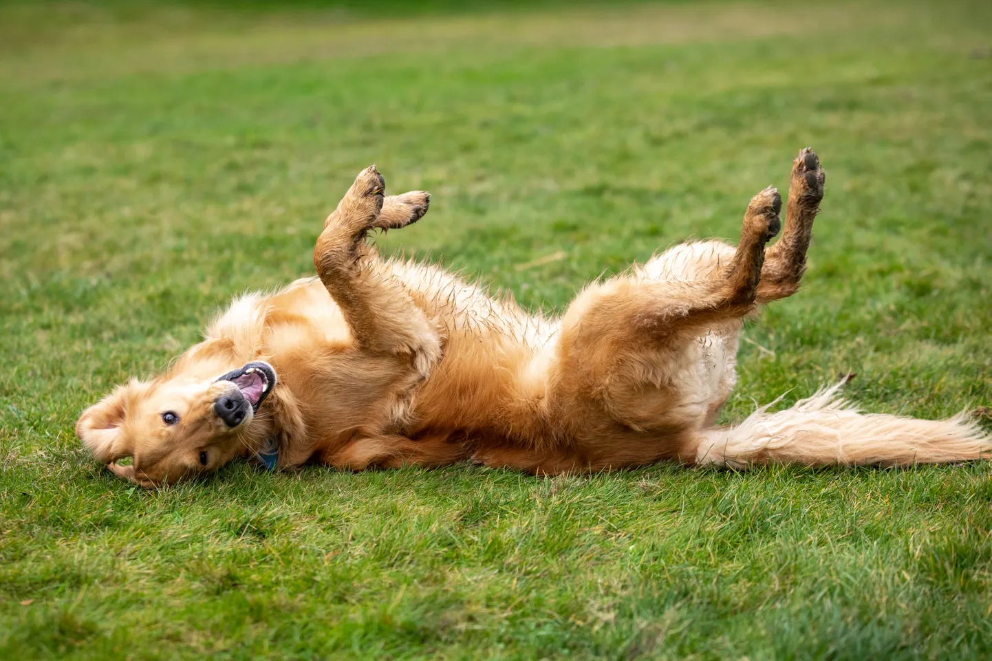 Kuldne retriiver. Pilt on illustreeriv.