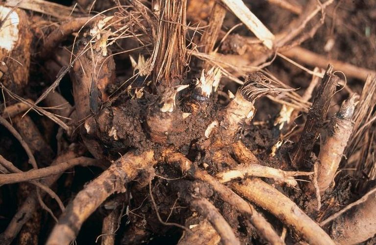 Droogi koguge varakevadel või hilissügisel, eelistage sentimeetripaksusest jämedamaid juuri.
