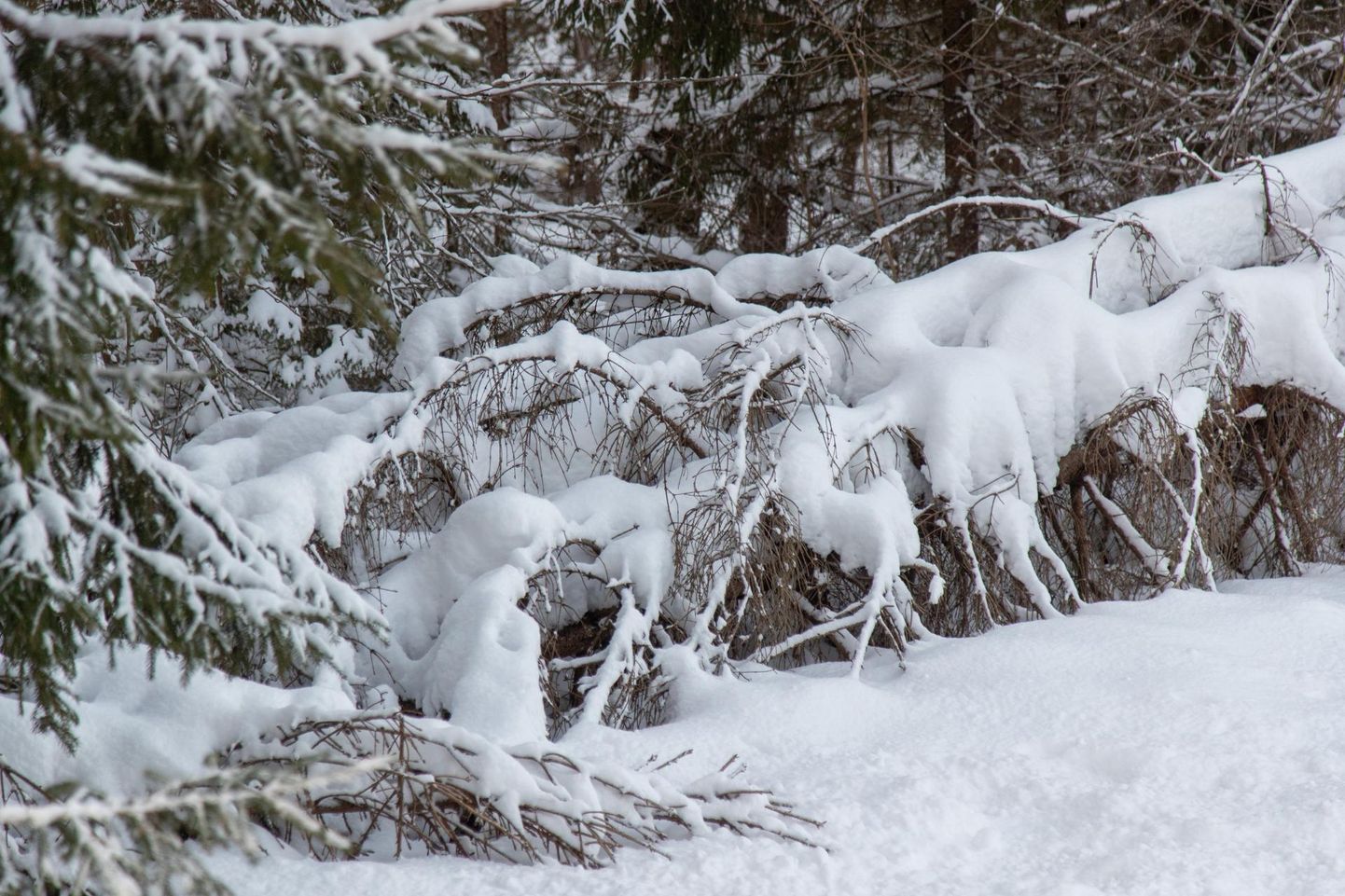Lume raskuse tõttu maadligi vajunud ja murdunud puud tuleb kevadeks ära koristada, muidu seavad end seal sisse kahjurid.
