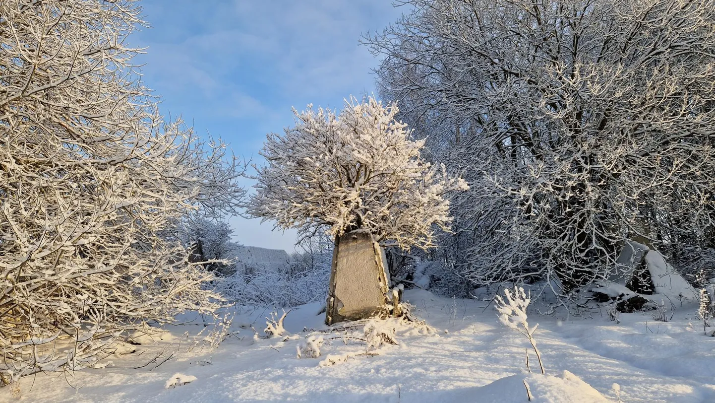 Betoonitud puu Pajusti külje all Vanakülas.