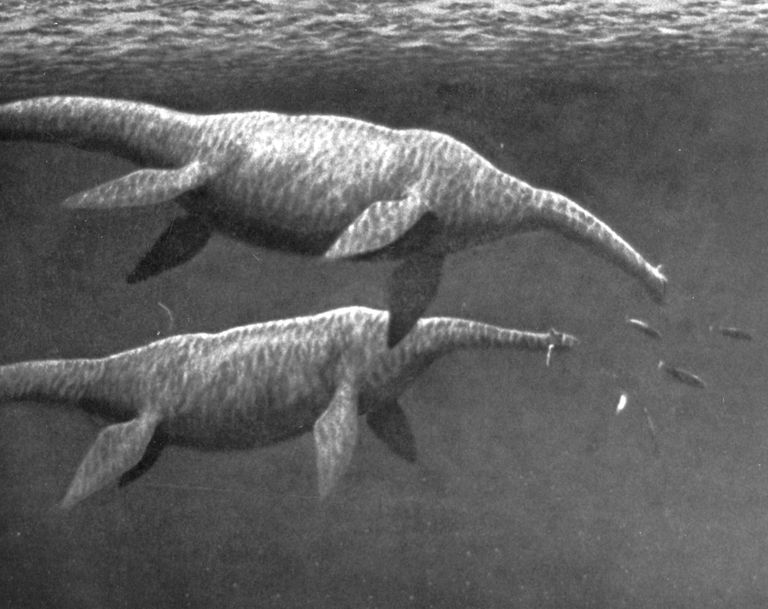 Pilt, millel on kujutatud plesiosauruseid