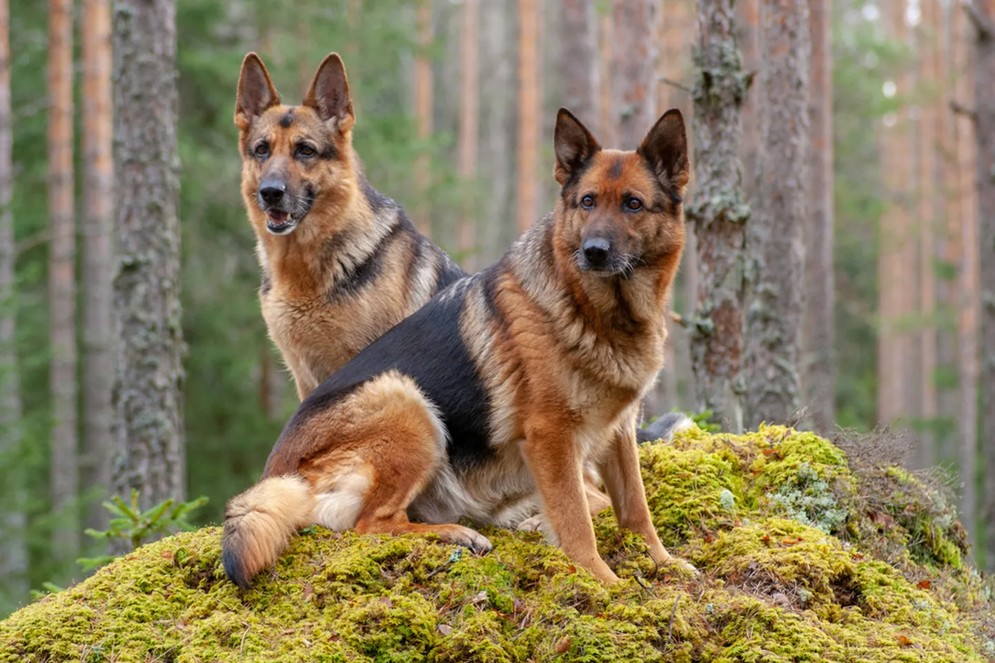 Saksa lambakoerad.