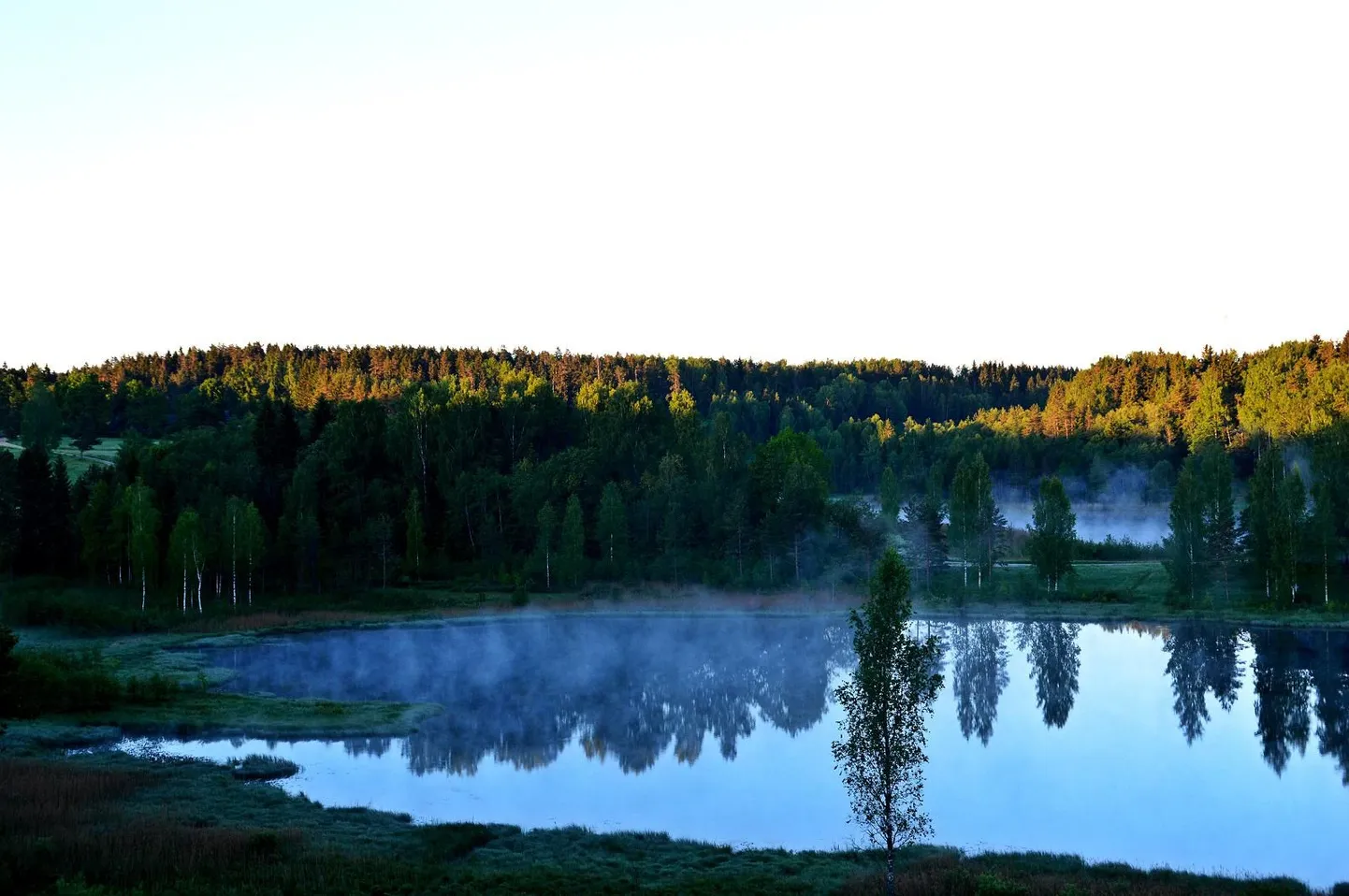 Ööbikuorg