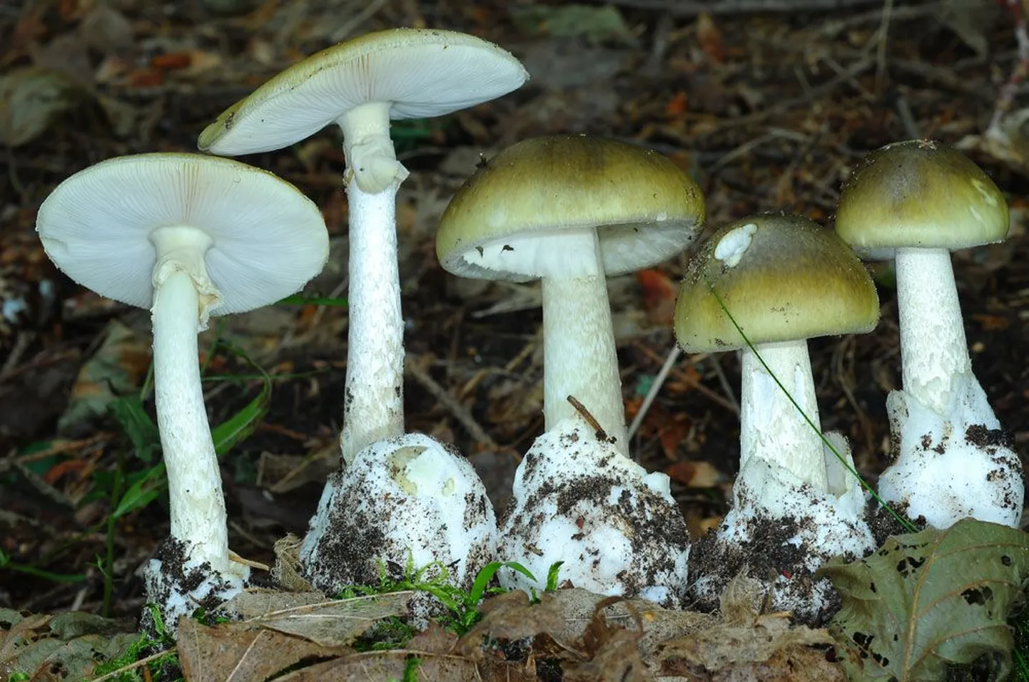 Ядовитые грибы (иллюстративный снимок).
